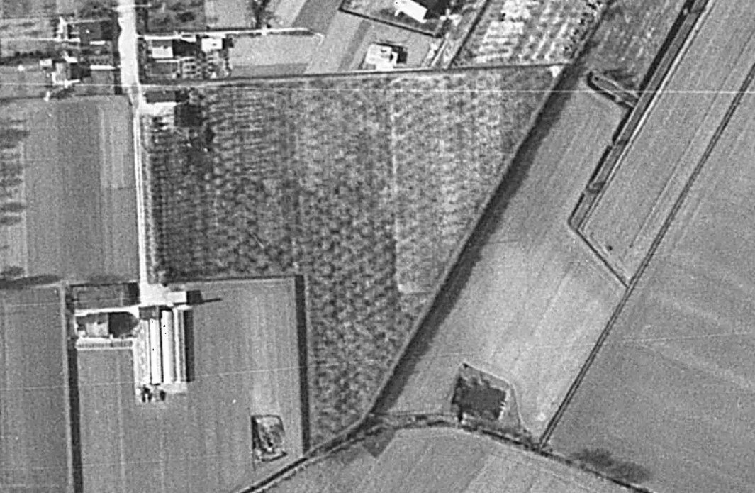 Æbleplantage 1954 senere Tjørnehaven